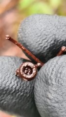 Eucalyptus paniculata