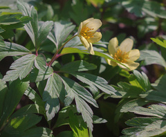 Anemonoides × lipsiensis