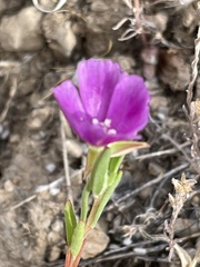 Clarkia affinis