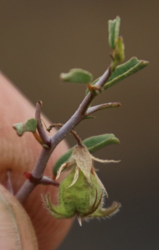 Image of Hermannia spinosa by (c) Tony Rebelo, some rights reserved (CC BY-SA)