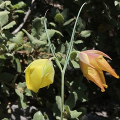 Calochortus raichei