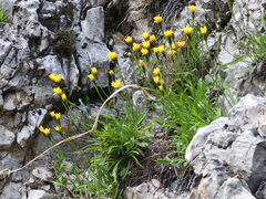 Leontodon tenuiflorus