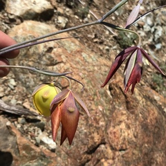 Calochortus raichei