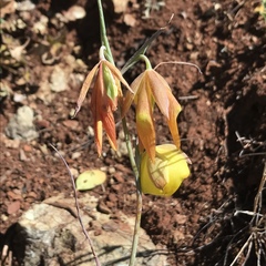 Calochortus raichei