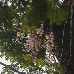 Dendrobium aphyllum