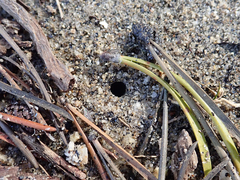 Cicindela oregona oregona