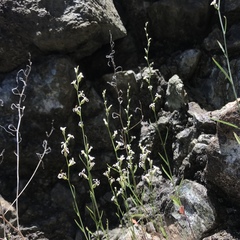 Streptanthus barbiger