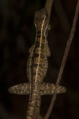 Basiliscus vittatus
