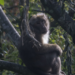 Macaca assamensis
