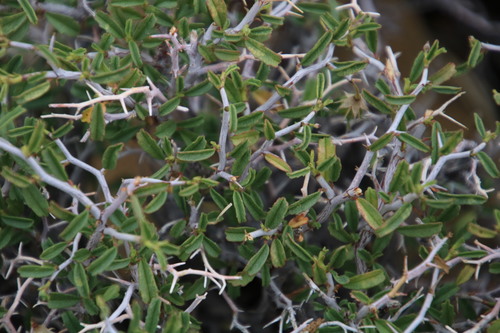 Image of Hermannia spinosa by (c) Tony Rebelo, some rights reserved (CC BY-SA)
