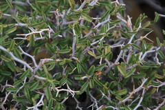 Hermannia spinosa