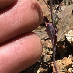 Streptanthus barbiger