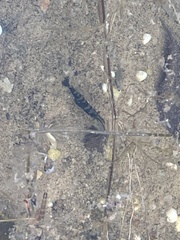 Atyaephyra desmarestii