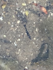 Atyaephyra desmarestii