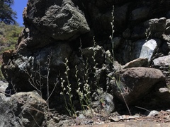 Streptanthus barbiger