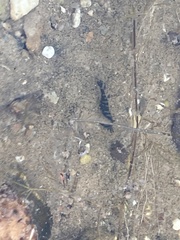 Atyaephyra desmarestii