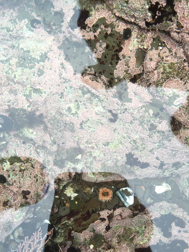 Anthopleura artemisia