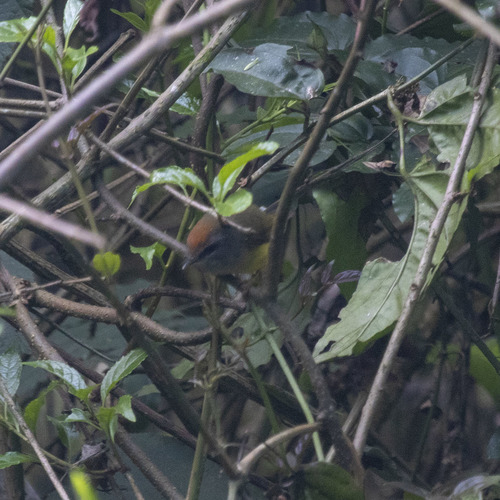 Broad-billed Warbler (Tickellia hodgsoni), photo 4