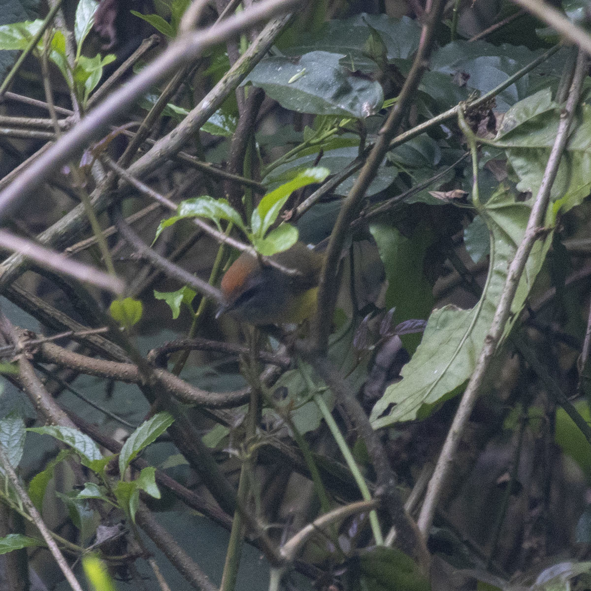 Broad-billed Warbler