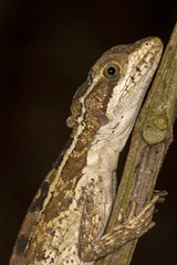 Basiliscus vittatus