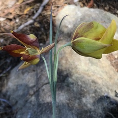 Calochortus raichei