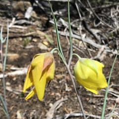 Calochortus raichei
