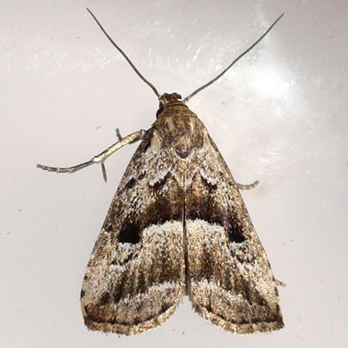 Large Hypenodes Moth photo 3