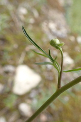 Delphinium treleasei