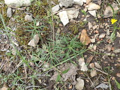 Delphinium treleasei