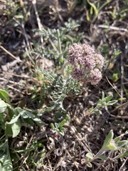 Lomatium orientale