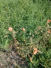 Sphaeralcea laciniata