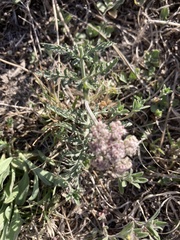 Lomatium orientale