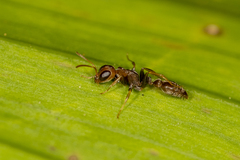 Pseudomyrmex tenuis