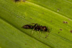 Pseudomyrmex tenuis