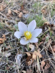 Pulsatilla nuttalliana