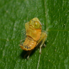 Jikradia olitoria
