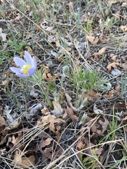 Pulsatilla nuttalliana