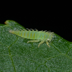 Stictocephala militaris