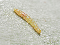 Olethreutes griseoalbana