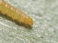 Olethreutes griseoalbana