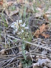 Noccaea fendleri