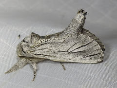 Inguromorpha itzalana