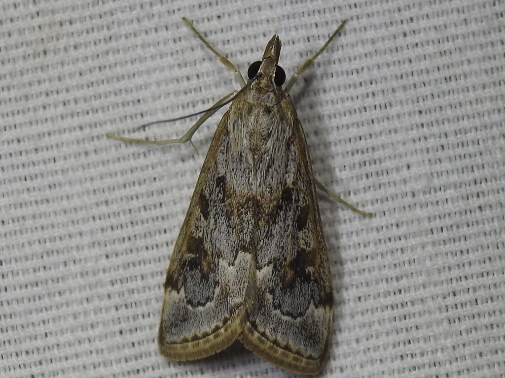 Wolfberry Loxostege Moth