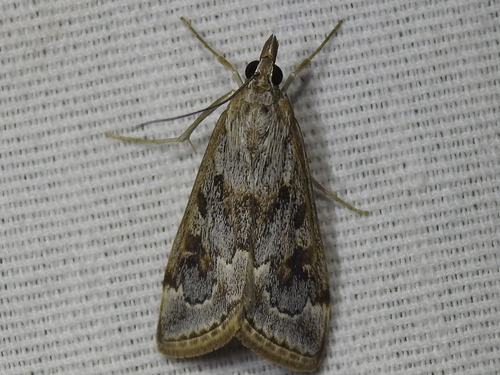 Wolfberry Loxostege Moth