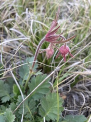 Geum triflorum