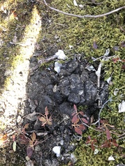 Ursus americanus hamiltoni