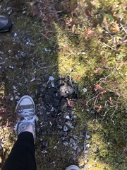 Ursus americanus hamiltoni