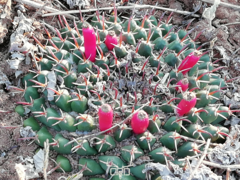 Mammillaria uncinata