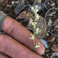 Streptanthus barbiger