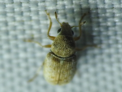Trigonorhinus